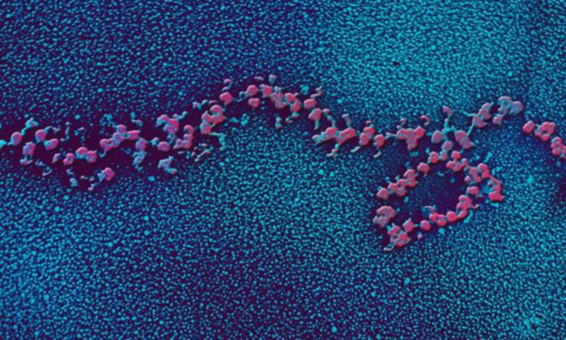 Mohith Nagendra - Modified Ribosome Simulation screenshot 1